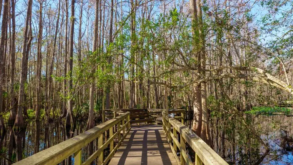 highlands-hammock-state-park